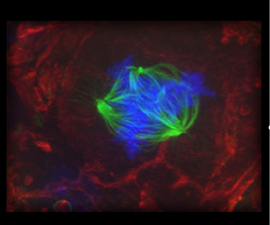 Cells dividing, labeled in red, with blue chromosomes being split