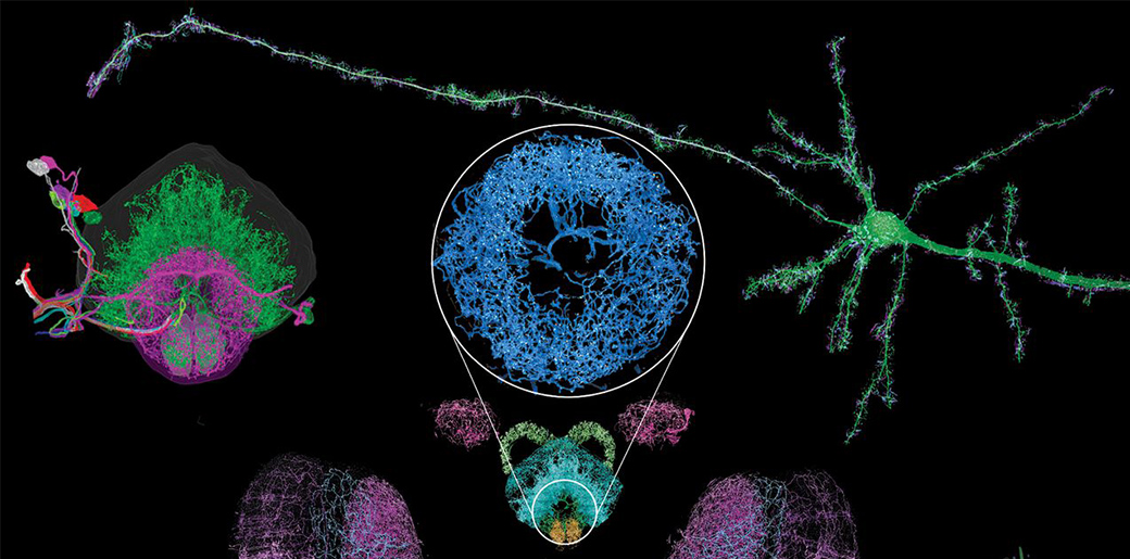 A neuron and several other colorful brain structures